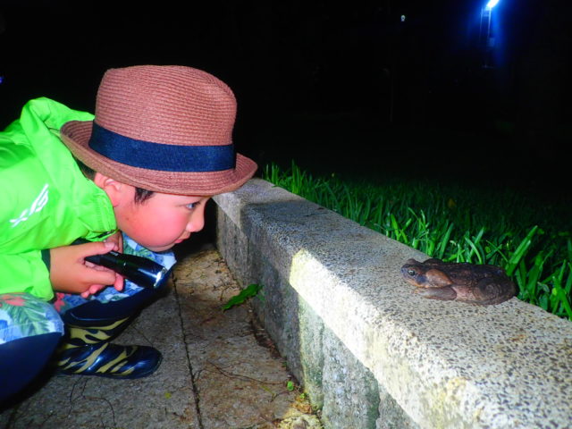 石垣島のナイトツアーのカエル