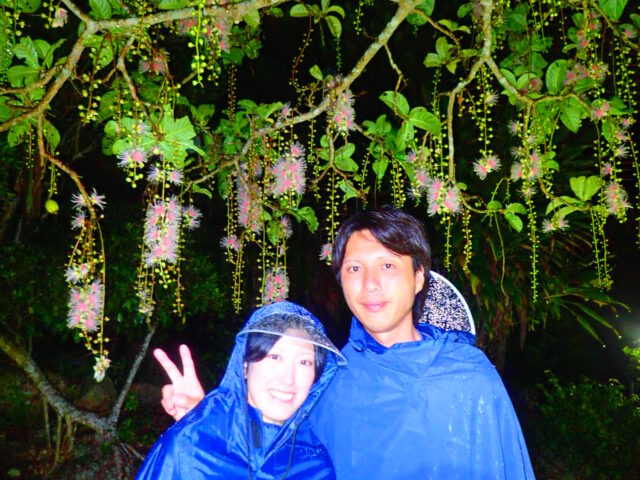 石垣島のサガリバナ