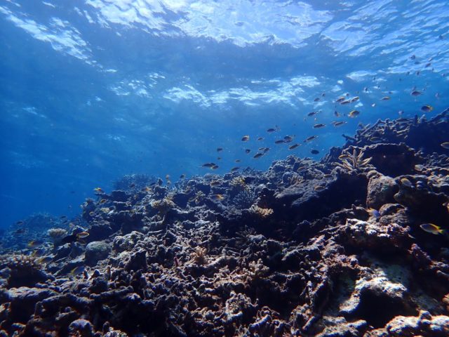 石垣島～西表島間のサンゴ礁　写真
