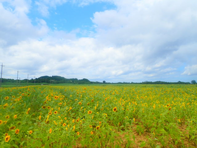 石垣島ドライブの　底地　ひまわり畑