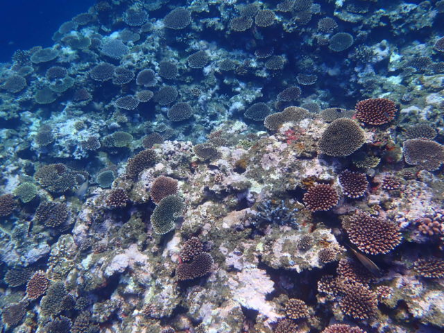 石垣島のビーチのサンゴ