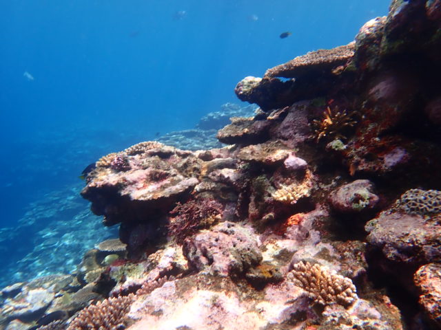石垣島の観光スポットの石西礁湖