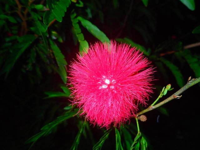石垣島の夜の花