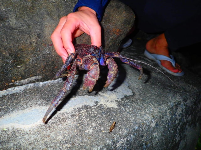 石垣島の一月のナイトツアー