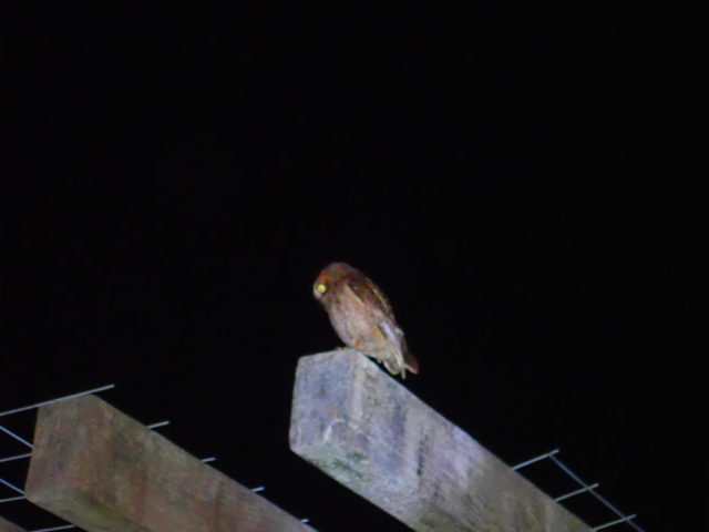 石垣島の夜のフクロウ