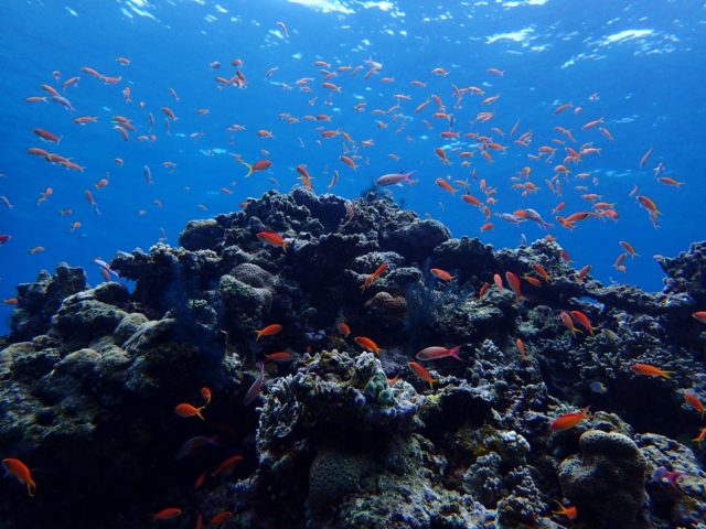 石垣島のサンゴ