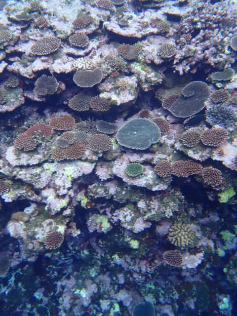 石垣島の女子旅のサンゴ