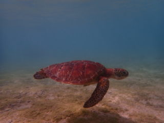 石垣島のウミガメについて 石垣島在住スタッフが徹底解説します 石垣島 Adventure Pipi ピピ