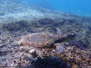 石垣島のウミガメについて 石垣島在住スタッフが徹底解説します 石垣島 Adventure Pipi ピピ