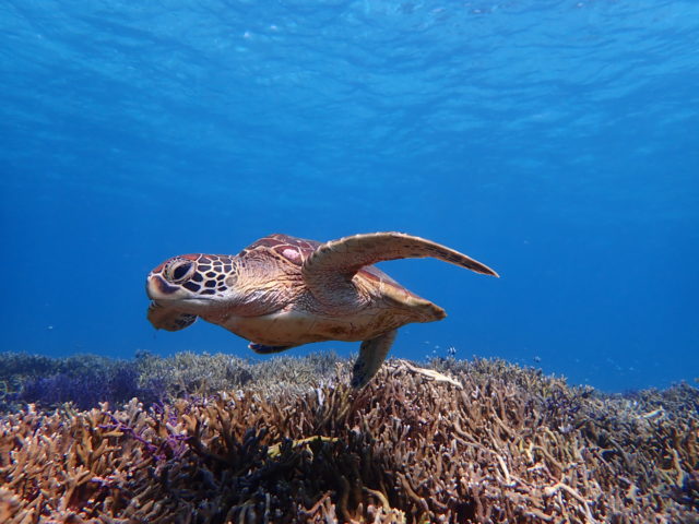 石垣島のウミガメ