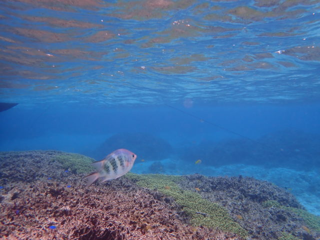 石垣島の一人旅の石西礁湖