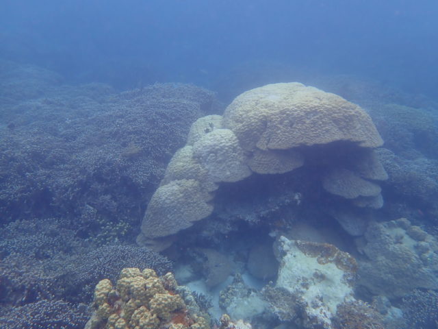 石垣島のハマサンゴ