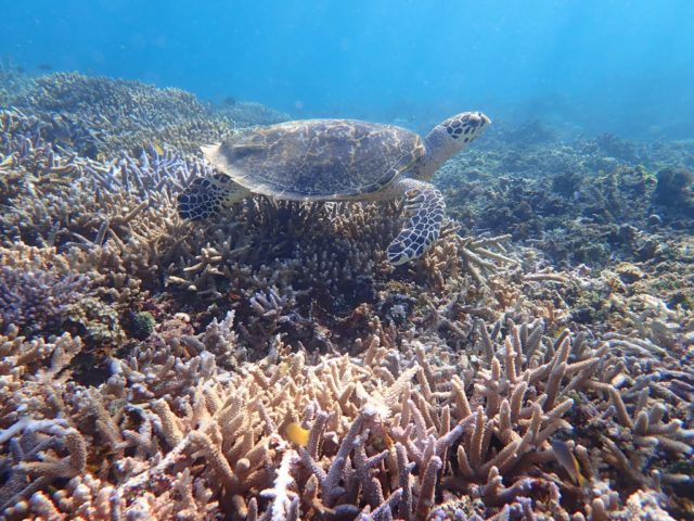 石垣島のサンゴ