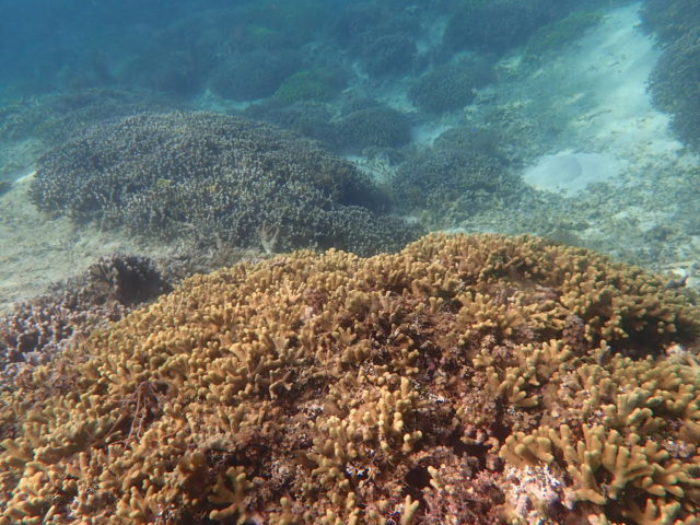 石垣島のハマサンゴ