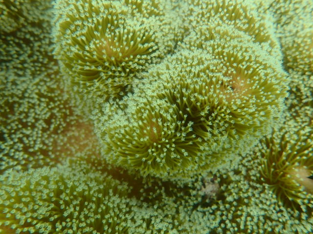 石垣島のハナガササンンゴ