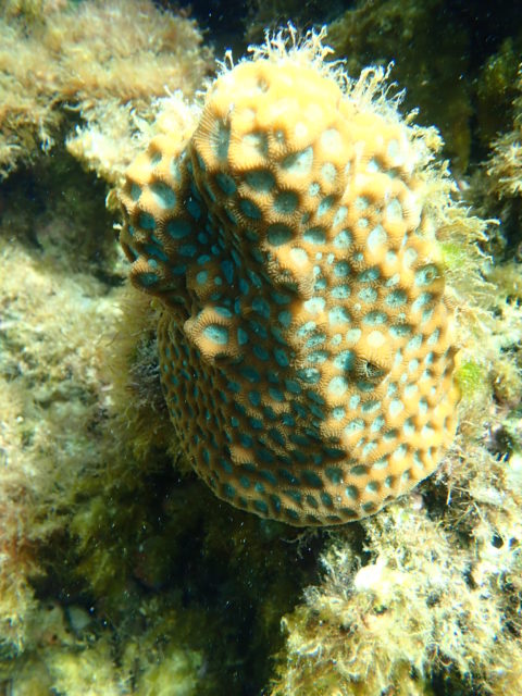 石垣島のサンゴのキクメイシ