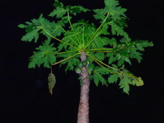 石垣島の植物のパパイヤ