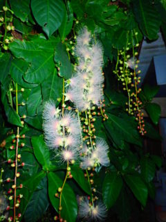 石垣島の植物のサガリバナ