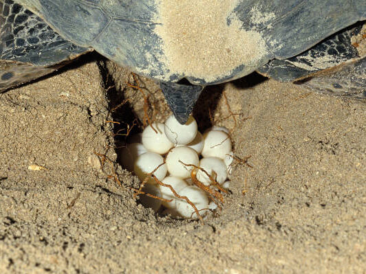 ウミガメ　産卵