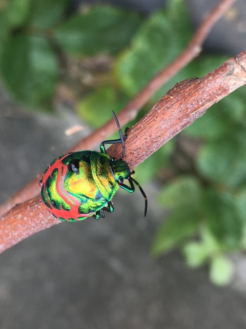 石垣島の生き物24選 石垣島在住スタッフが徹底解説します 石垣島 Adventure Pipi ピピ