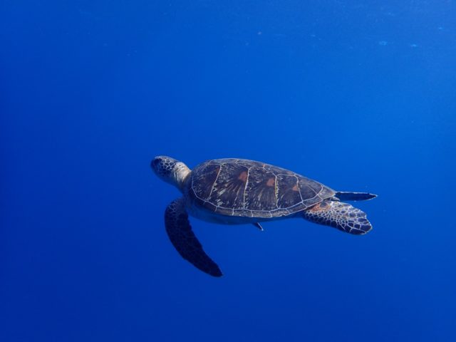 石垣島のダイビングのウミガメ