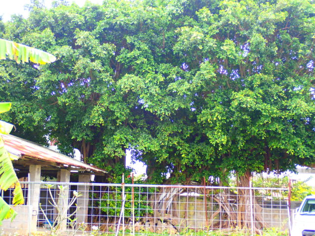 石垣島の観光スポットの国吉家のガジュマル巨木