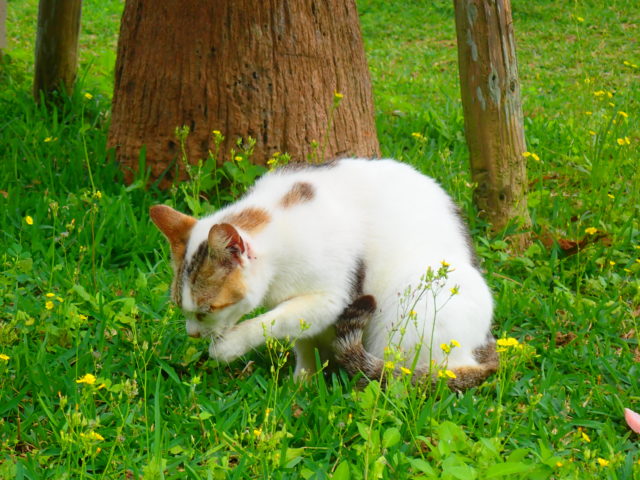 石垣島の観光スポットのサザンゲート広場の猫