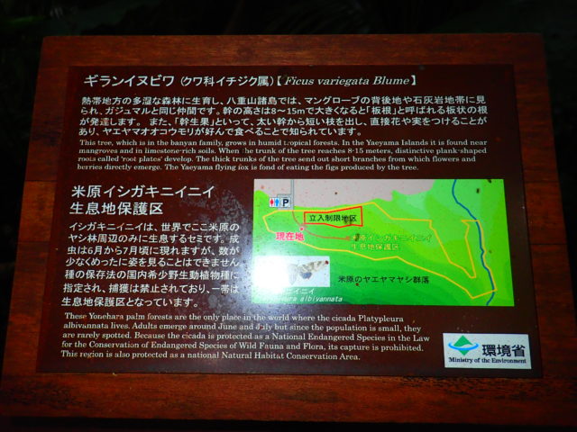 石垣島の観光スポットの米原のヤエヤマヤシ群落