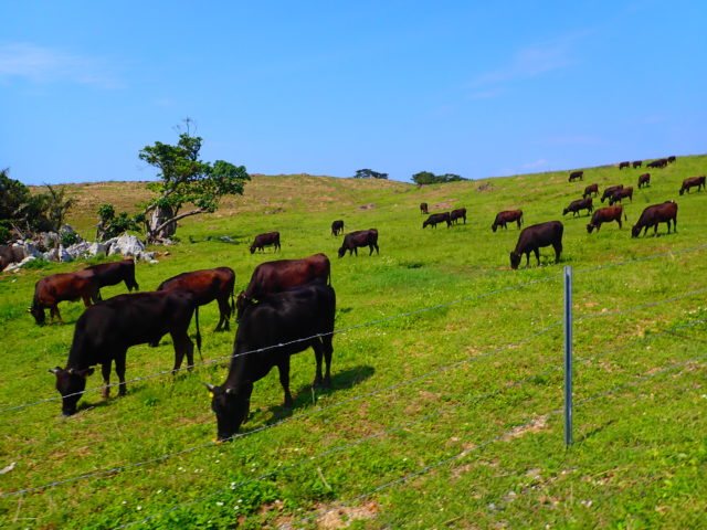 石垣島観光スポットの電信屋跡の近くの石垣牛