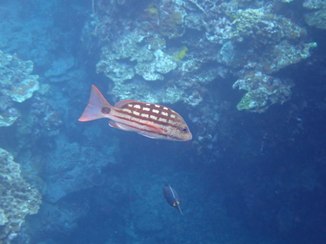 石垣島の魚のアミメフエダイ