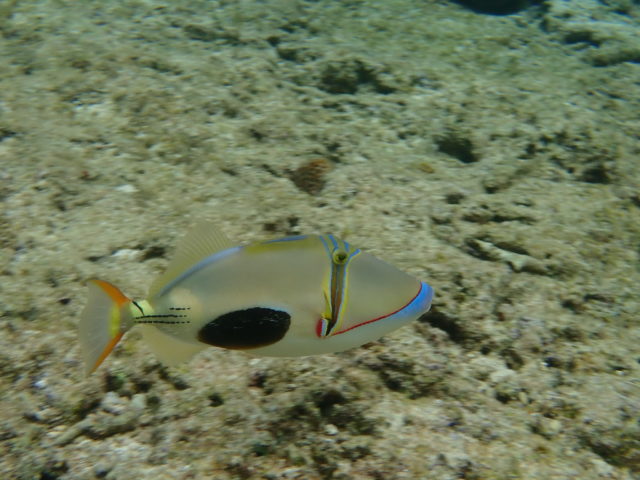 石垣島の魚の クラカケモンガラ