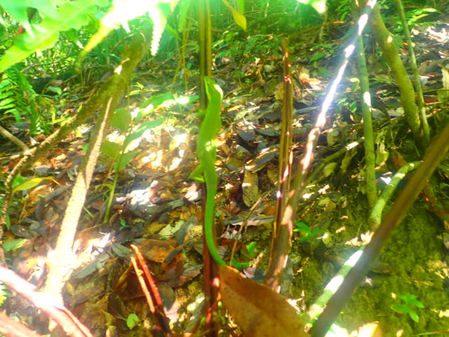 石垣島の生物のサキシマカナヘビ