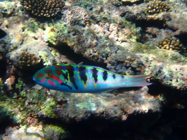 石垣島の魚のセナスジベラ