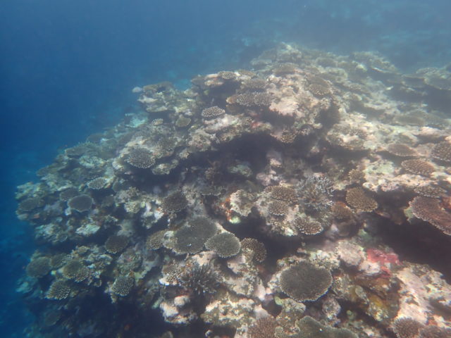 石垣島の青の洞窟