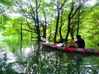 【半日】超定番！天然記念物のマングローブ林を行くカヌーツアー