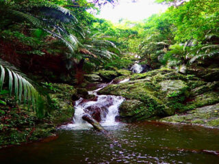 【早朝】朝から自然を満喫！早朝ジャングル＆滝トレッキングツアー