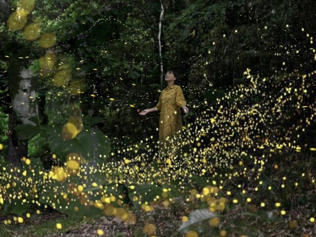 2025年最新】石垣島のホタルツアー！3-5月期間限定！当日予約も受付中