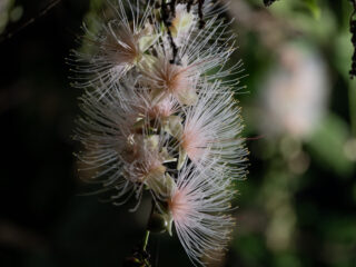 【期間限定】一晩で散る幻の「一夜花」石垣島サガリバナ鑑賞ナイトツアー