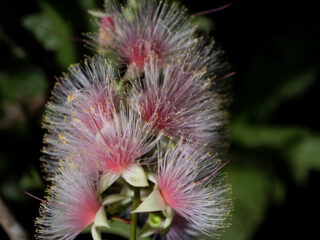 【期間限定】一晩で散る幻の「一夜花」石垣島サガリバナ鑑賞ナイトツアー