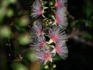 【期間限定】一晩で散る幻の「一夜花」石垣島サガリバナ鑑賞ナイトツアー