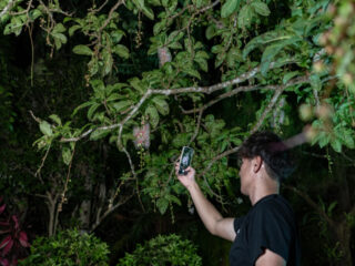 【期間限定】一晩で散る幻の「一夜花」石垣島サガリバナ鑑賞ナイトツアー