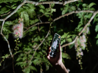 【期間限定】一晩で散る幻の「一夜花」石垣島サガリバナ鑑賞ナイトツアー