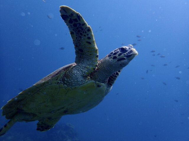 マリンポイント　ウミガメ