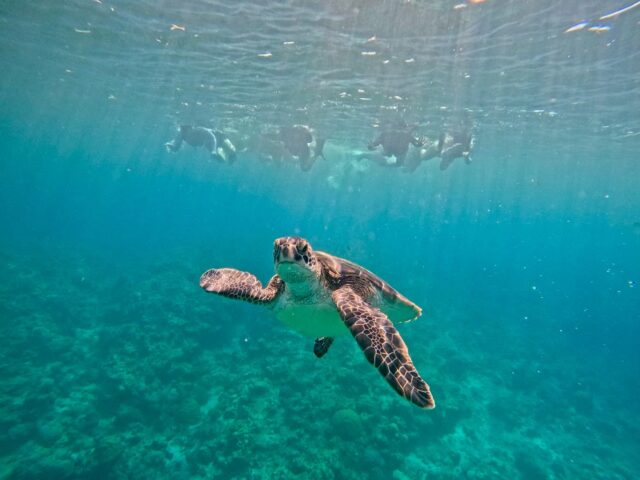 ウミガメ　シュノーケリング