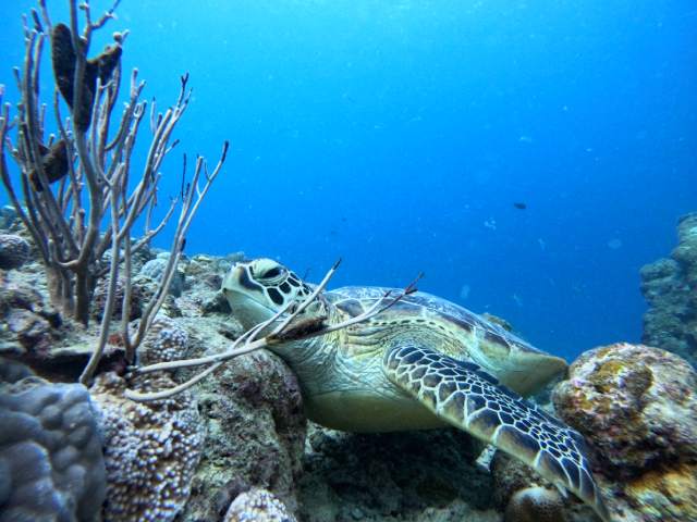 ウミガメシュノ