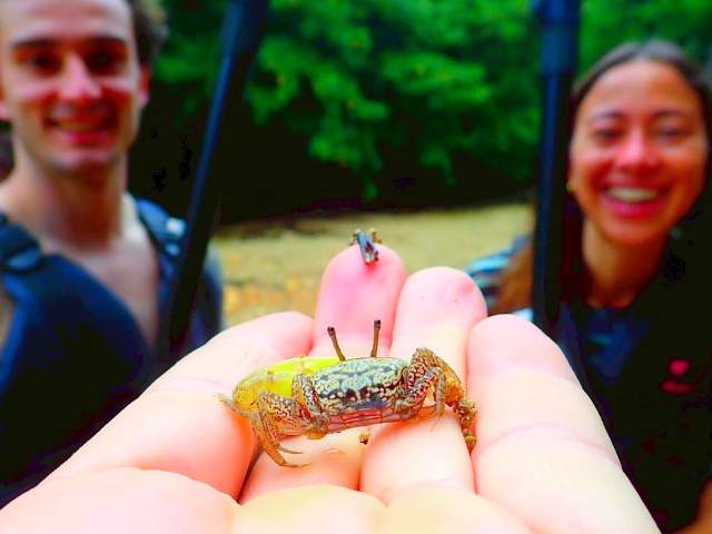 宮良川マングローブ