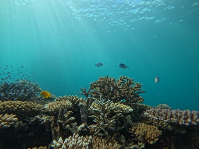 石垣島　幻の島シュノーケリング