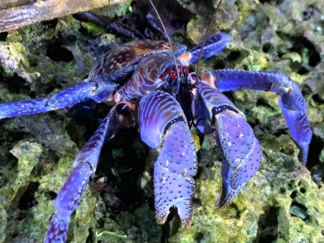 ナイトツアー　ヤシガニ