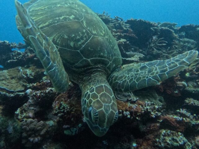 ウミガメシュノ