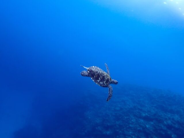 ウミガメシュノ